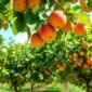 Verger avec des arbres fruitiers et des fruits mûrs.